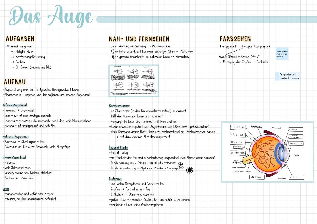 das Auge, Augenerkrankungen