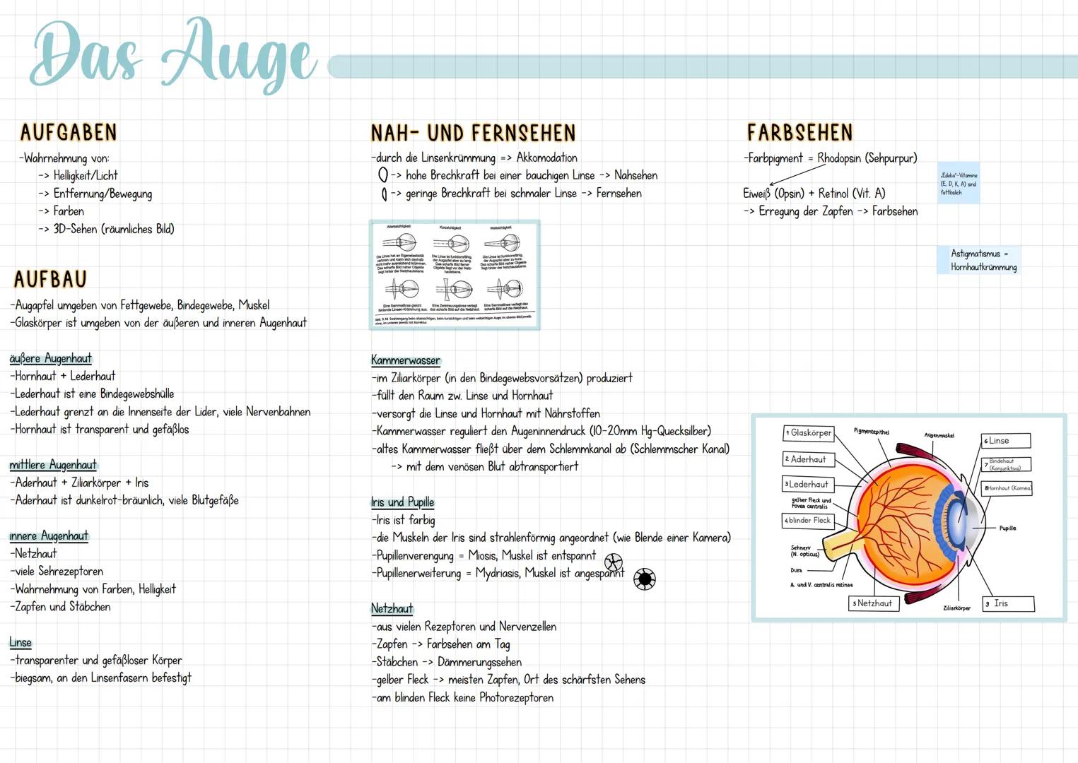 Das Auge
AUFGABEN
-Wahrnehmung von:
-> Helligkeit/Licht
-> Entfernung/Bewegung
-> Farben
-> 3D-Sehen (räumliches Bild)
AUFBAU
-Augapfel umge