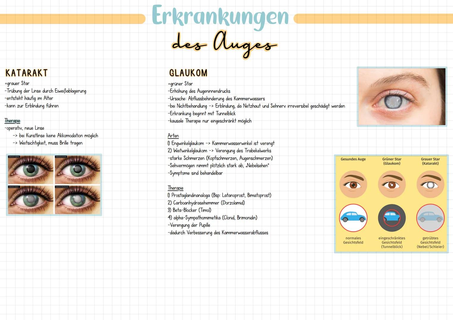 Das Auge
AUFGABEN
-Wahrnehmung von:
-> Helligkeit/Licht
-> Entfernung/Bewegung
-> Farben
-> 3D-Sehen (räumliches Bild)
AUFBAU
-Augapfel umge