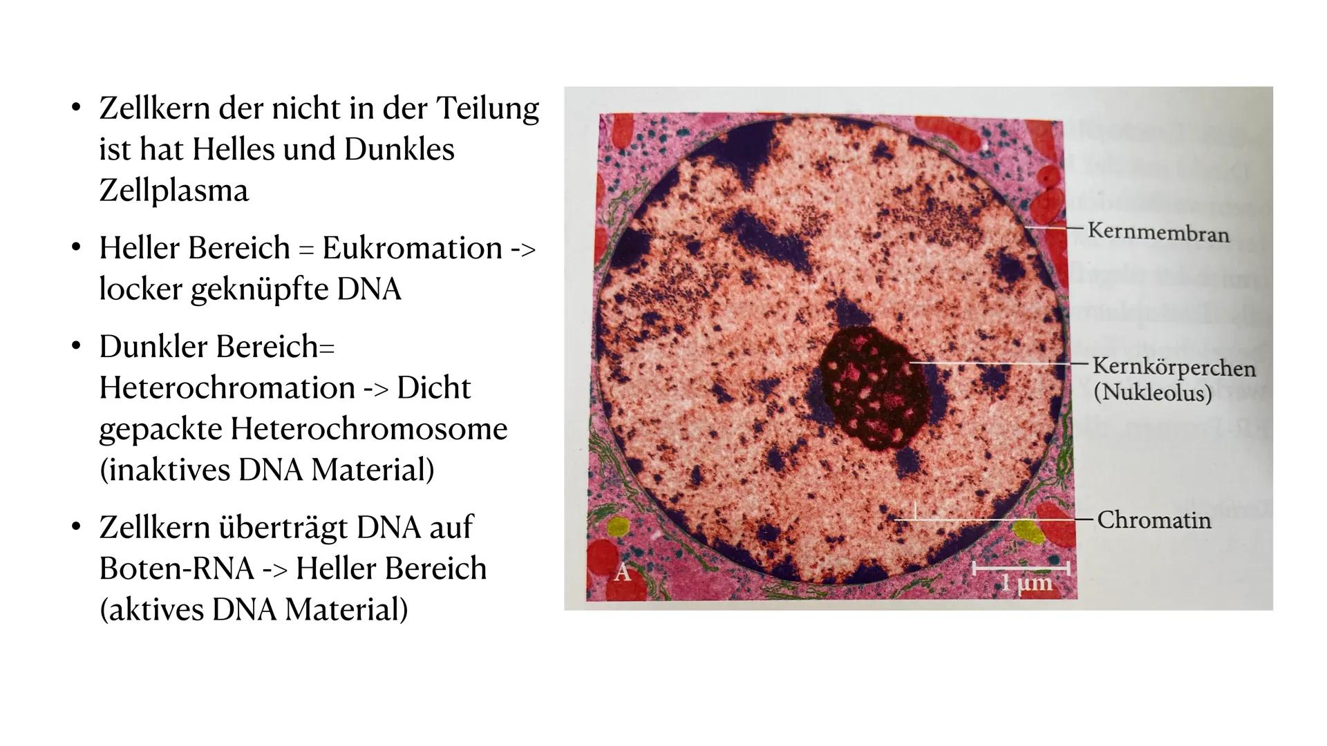 EVGBM
MSS 11
SEA
Whj. 22
Bio LK 1
Lehrkraft: MüNi
Von: Hannah R.
Hannah A.
Zellkern-Aufbau und
Funktionen ●
●
●
Aufbau
Funktionen
Allgemein
