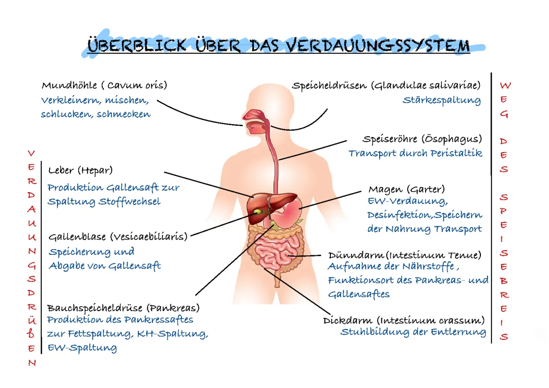 Überblick über das Verdauungssystem