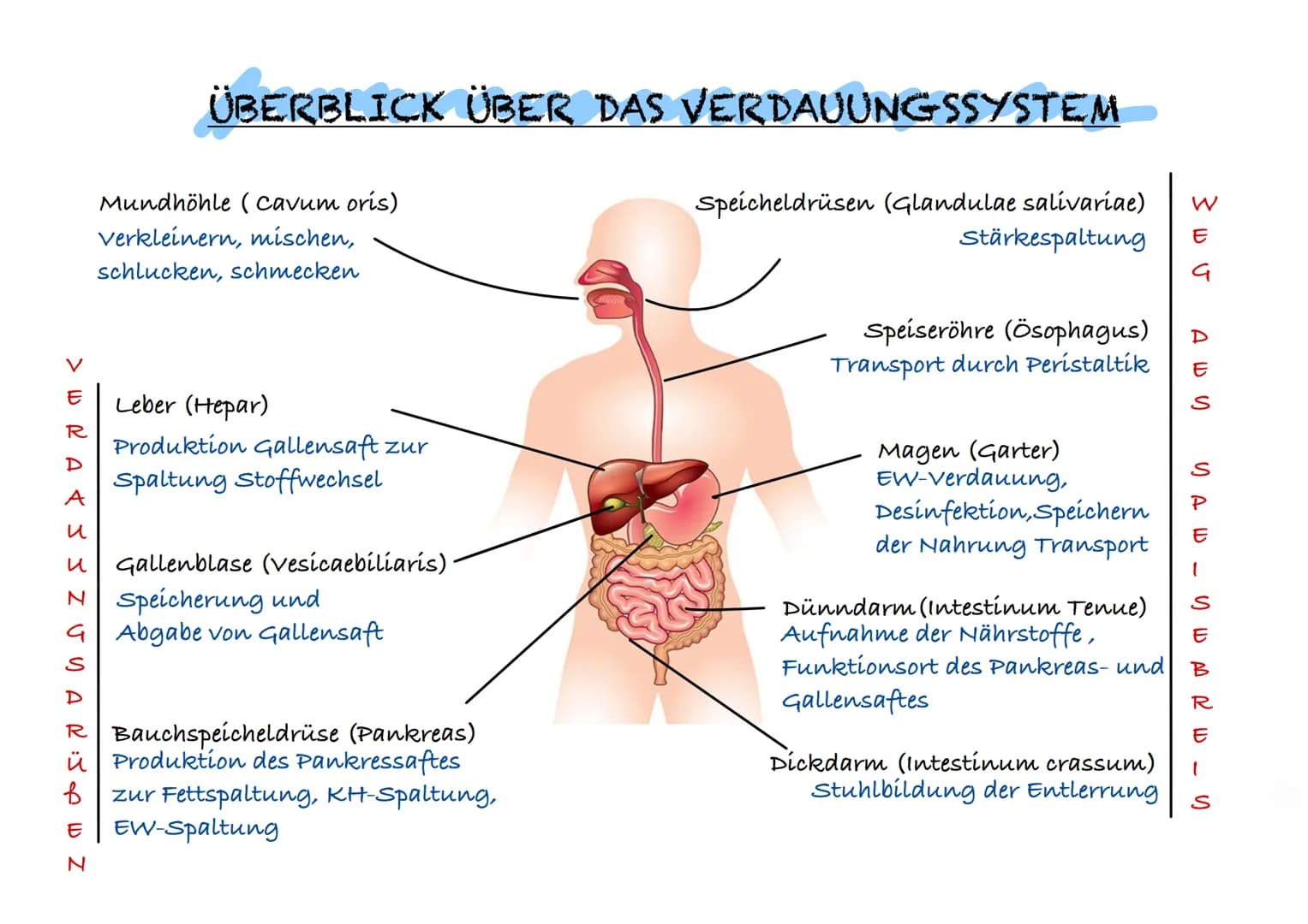 > WRA & S S Z UYAR:J W Z
E
D
A
и
S
D
u Gallenblase (vesicaebiliaris)
N Speicherung und
G Abgabe von Gallensaft
ÜBERBLICK ÜBER DAS VERDAUUNGS
