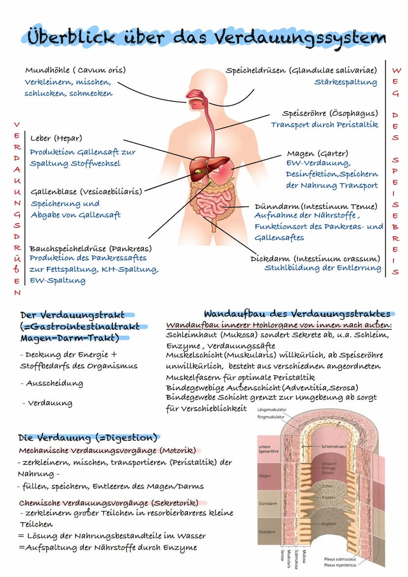> WRA & S S Z UYAR:J W Z
E
D
A
и
S
D
u Gallenblase (vesicaebiliaris)
N Speicherung und
G Abgabe von Gallensaft
ÜBERBLICK ÜBER DAS VERDAUUNGS