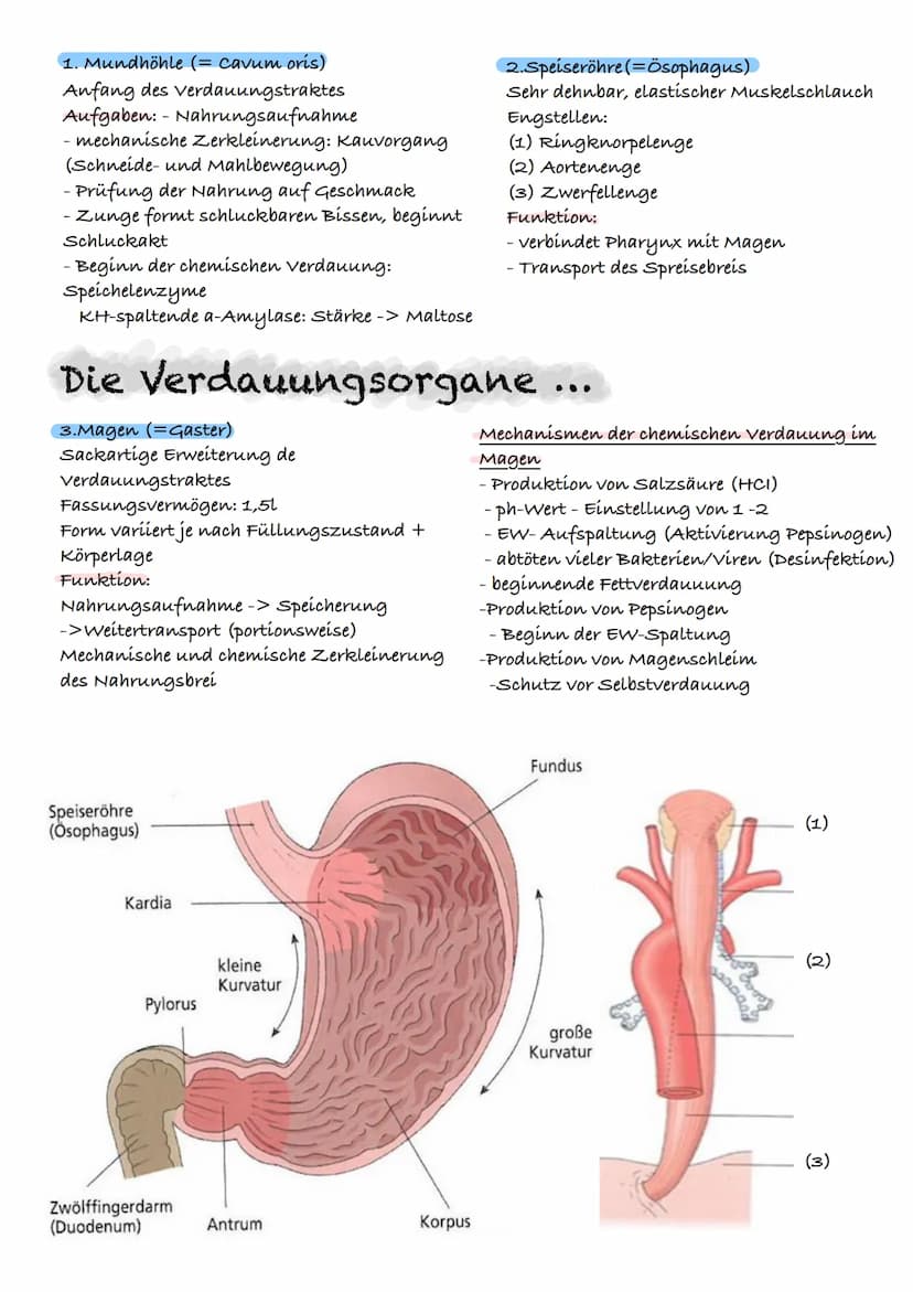 > WRA & S S Z UYAR:J W Z
E
D
A
и
S
D
u Gallenblase (vesicaebiliaris)
N Speicherung und
G Abgabe von Gallensaft
ÜBERBLICK ÜBER DAS VERDAUUNGS