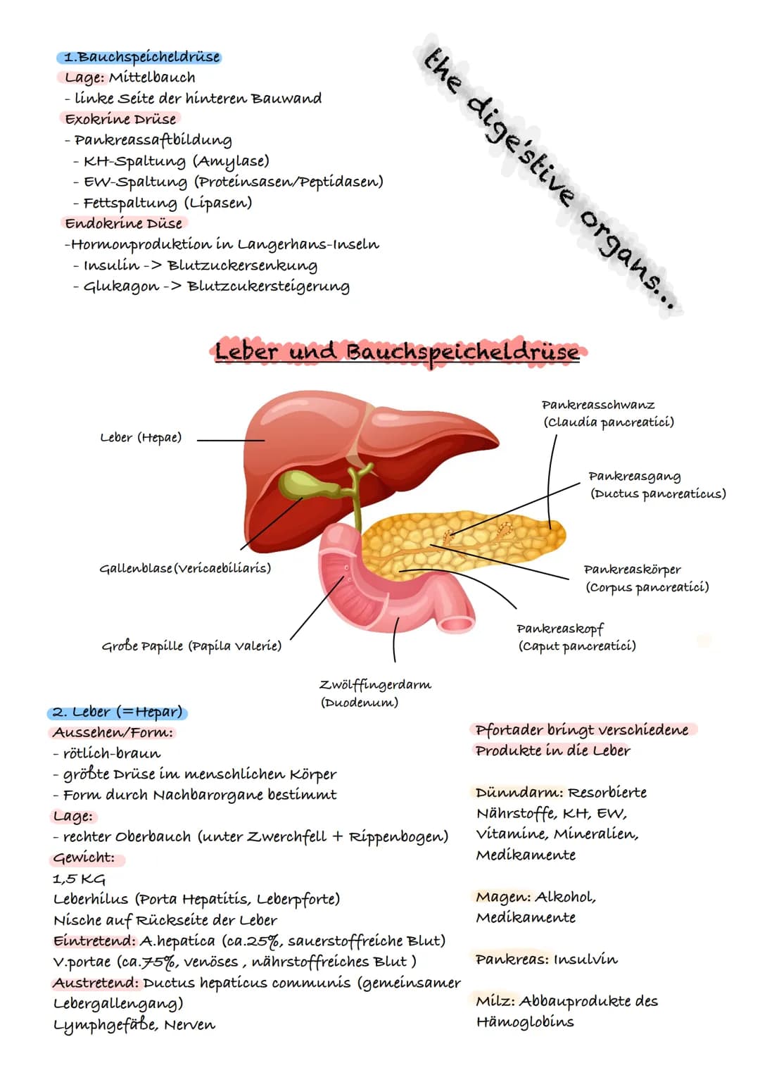> WRA & S S Z UYAR:J W Z
E
D
A
и
S
D
u Gallenblase (vesicaebiliaris)
N Speicherung und
G Abgabe von Gallensaft
ÜBERBLICK ÜBER DAS VERDAUUNGS