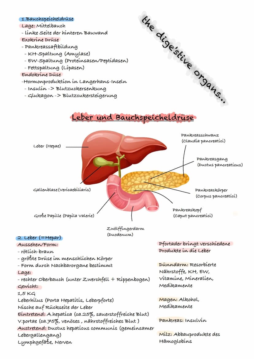 > WRA & S S Z UYAR:J W Z
E
D
A
и
S
D
u Gallenblase (vesicaebiliaris)
N Speicherung und
G Abgabe von Gallensaft
ÜBERBLICK ÜBER DAS VERDAUUNGS