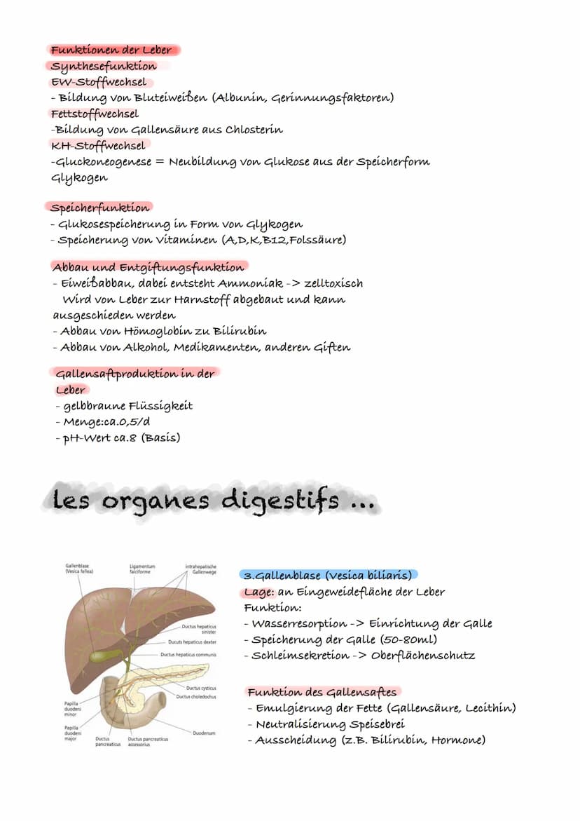 > WRA & S S Z UYAR:J W Z
E
D
A
и
S
D
u Gallenblase (vesicaebiliaris)
N Speicherung und
G Abgabe von Gallensaft
ÜBERBLICK ÜBER DAS VERDAUUNGS