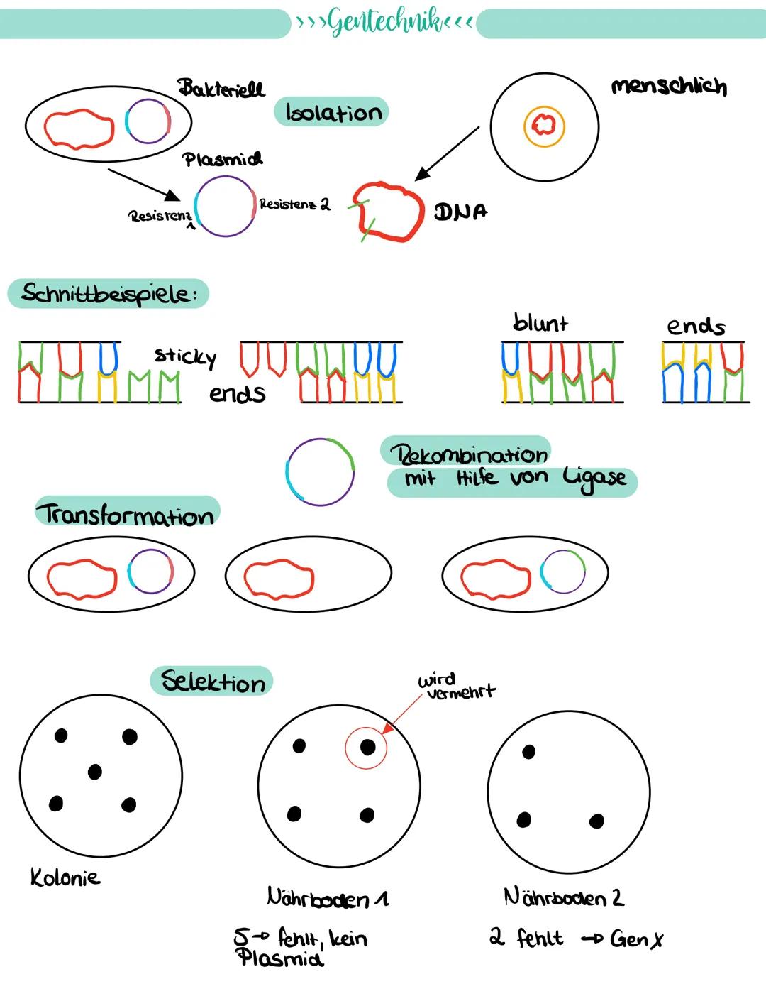 
<p>If you need a comprehensive summary of genetics in biology, you can download a helpful PDF document on "genetik biologie klasse 10 zusam