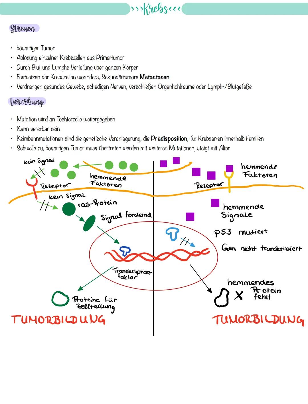 
<p>If you need a comprehensive summary of genetics in biology, you can download a helpful PDF document on "genetik biologie klasse 10 zusam