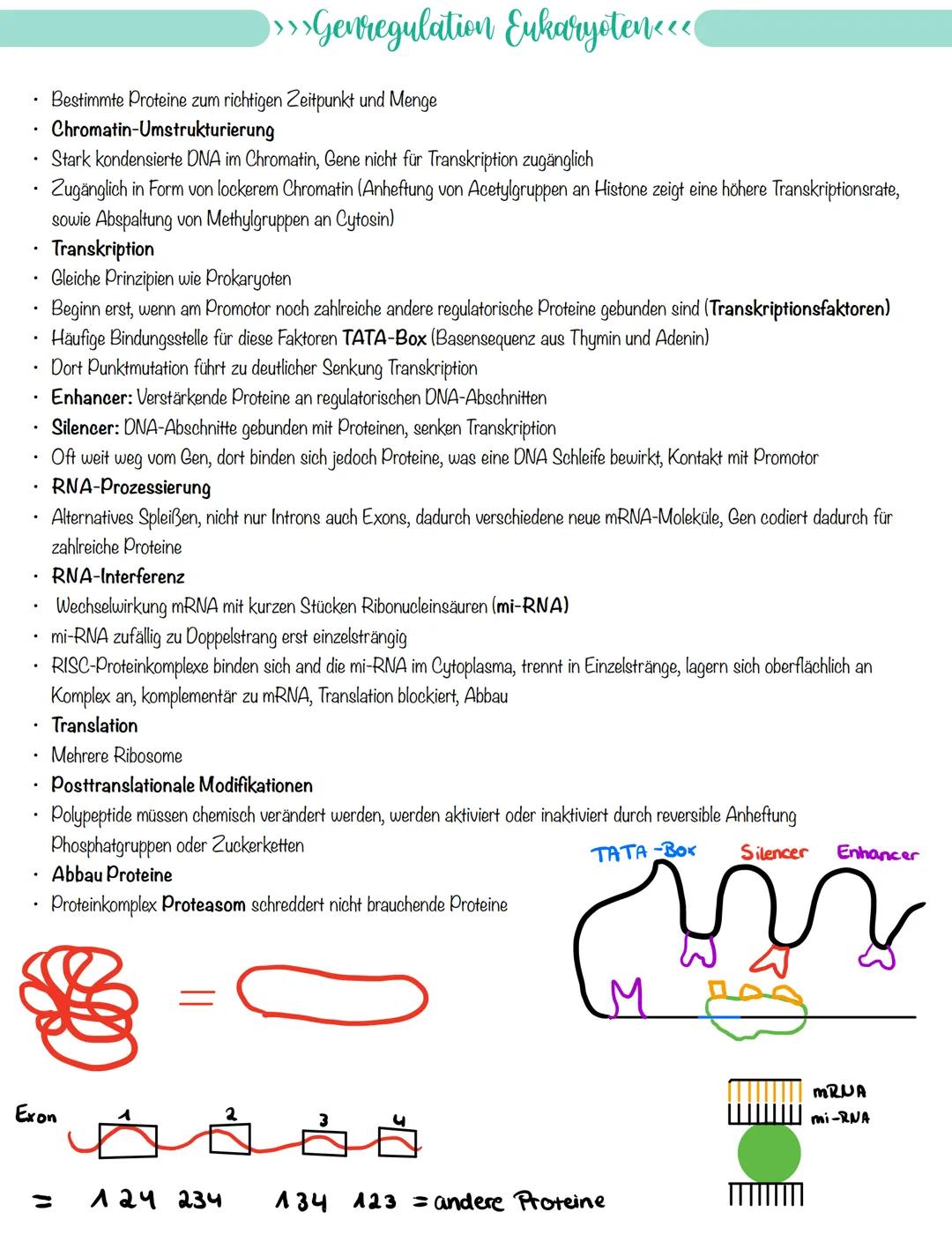 
<p>If you need a comprehensive summary of genetics in biology, you can download a helpful PDF document on "genetik biologie klasse 10 zusam