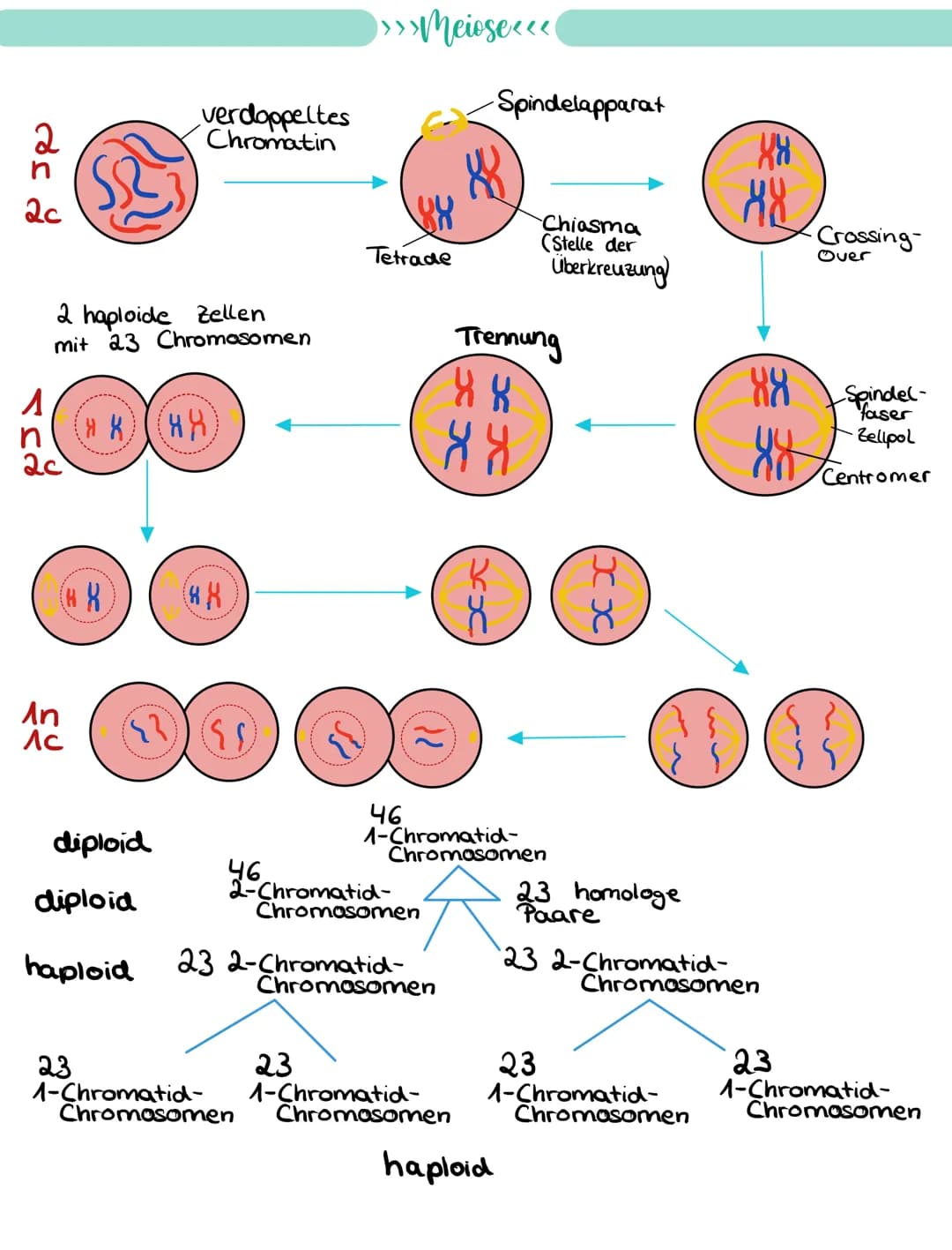 
<p>If you need a comprehensive summary of genetics in biology, you can download a helpful PDF document on "genetik biologie klasse 10 zusam