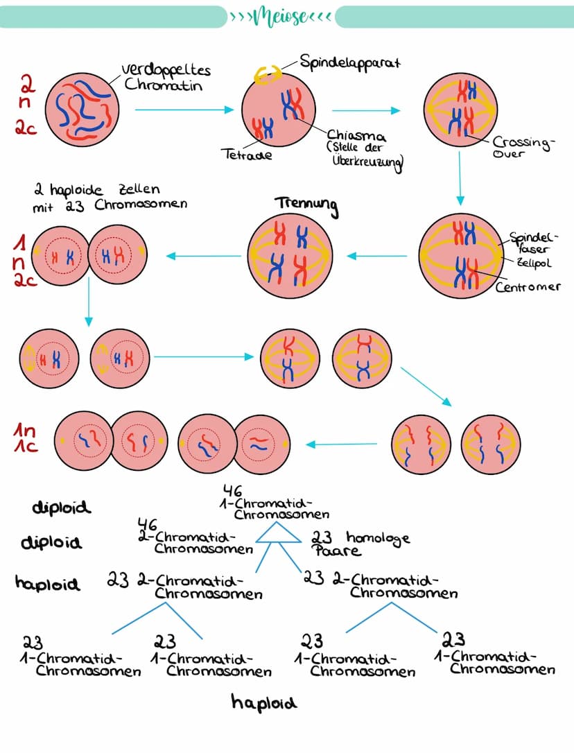 
<p>If you need a comprehensive summary of genetics in biology, you can download a helpful PDF document on "genetik biologie klasse 10 zusam
