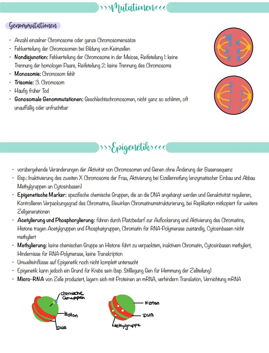 
<p>If you need a comprehensive summary of genetics in biology, you can download a helpful PDF document on "genetik biologie klasse 10 zusam