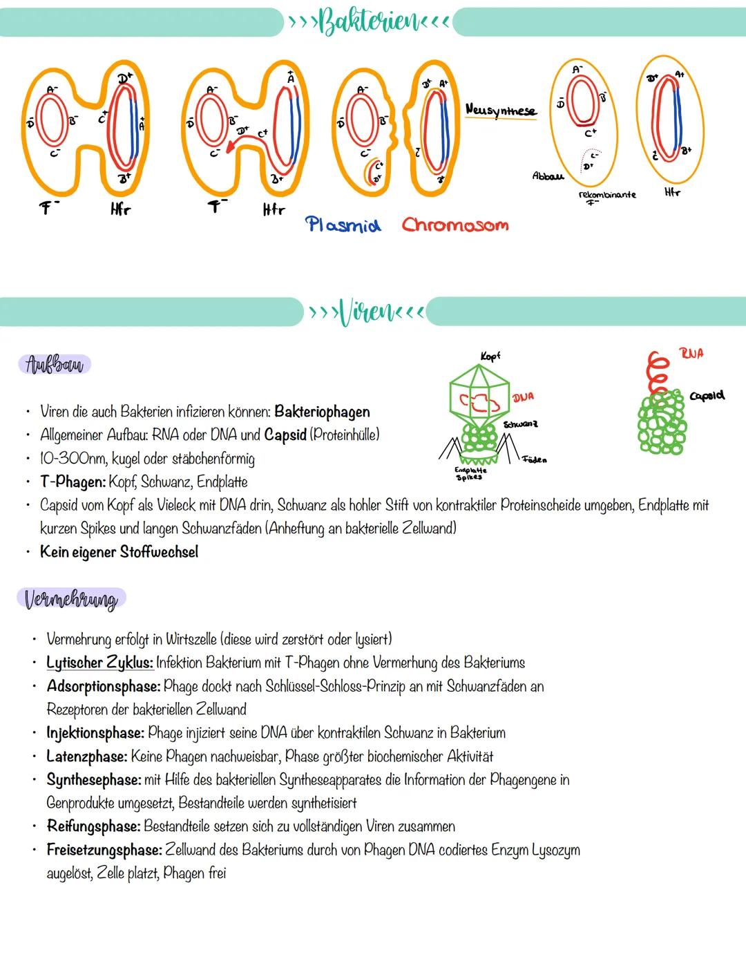 
<p>If you need a comprehensive summary of genetics in biology, you can download a helpful PDF document on "genetik biologie klasse 10 zusam