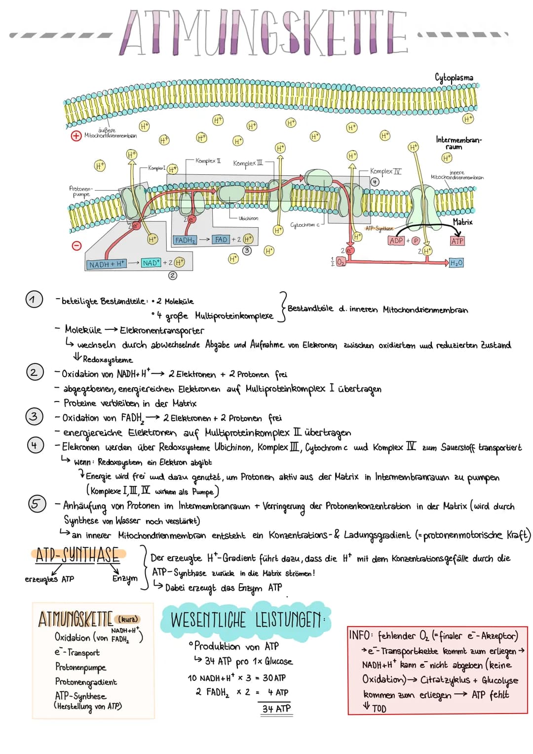 1
2
3
4
+Mitochondrienmemboron
außere
Protonen-
pumpe
ATMUNGSKETTE
NADH + H
erzeugtes ATP
-beteiligte Bestandteile: •2 Moleküle
-Komplex I (