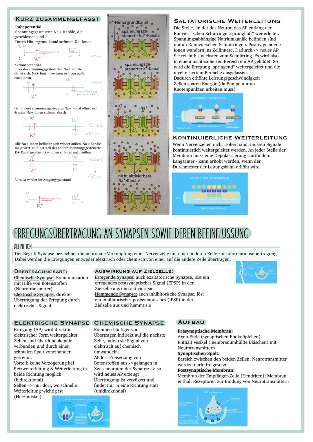 Vorgaben
ÖKOLOGISCHE SYSTEME UND EINFLUSS DES MENSCHEN
●Abiotische Faktoren: Wasser, Temperatur, Licht
●Intra- und interspezifische Wechselw