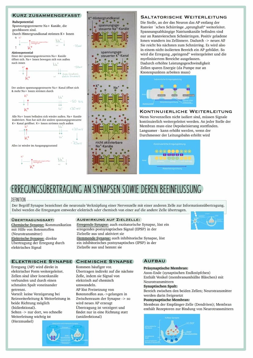 Vorgaben
ÖKOLOGISCHE SYSTEME UND EINFLUSS DES MENSCHEN
●Abiotische Faktoren: Wasser, Temperatur, Licht
●Intra- und interspezifische Wechselw
