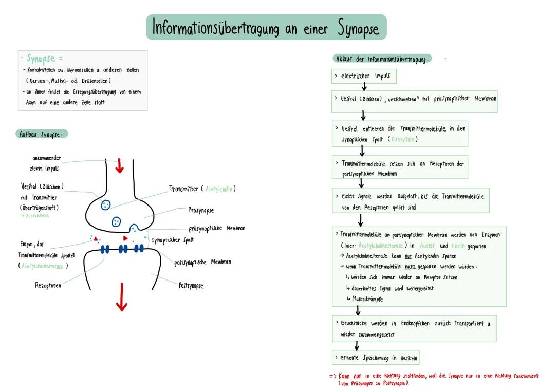 Informationsübertragung an der chemischen Synapse 