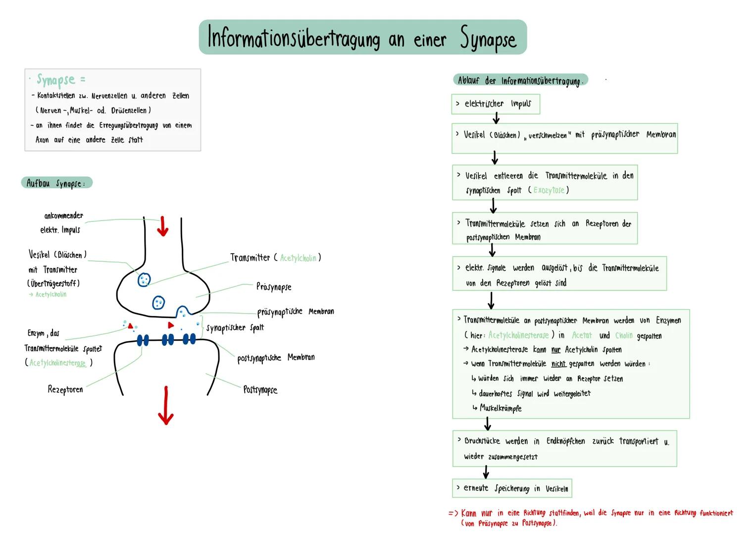 - Synapse =
- Kontaktstellen zw. Nervenzellen u. anderen Zellen
(Nerven, Muskel- od. Drüsenzellen)
- an ihnen findet die Erregungsübertragun