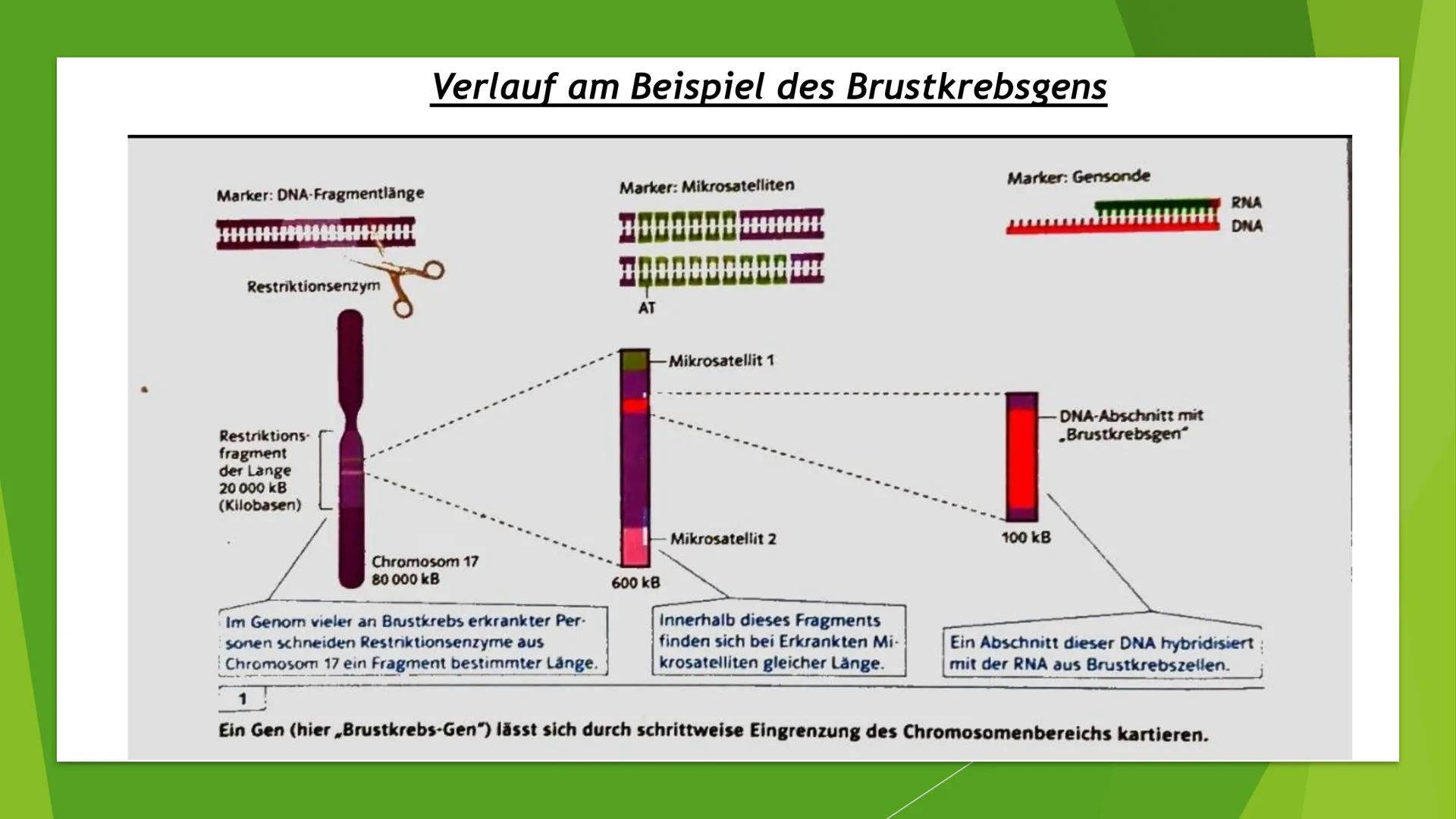 ||
Methoden
der
Gentechnik Inhalt
Genkartierung
DNA Hybridisierung
Was ist das?
Ablauf
Vorteile und Nutzen der Hybridisierung
Southern-Blott