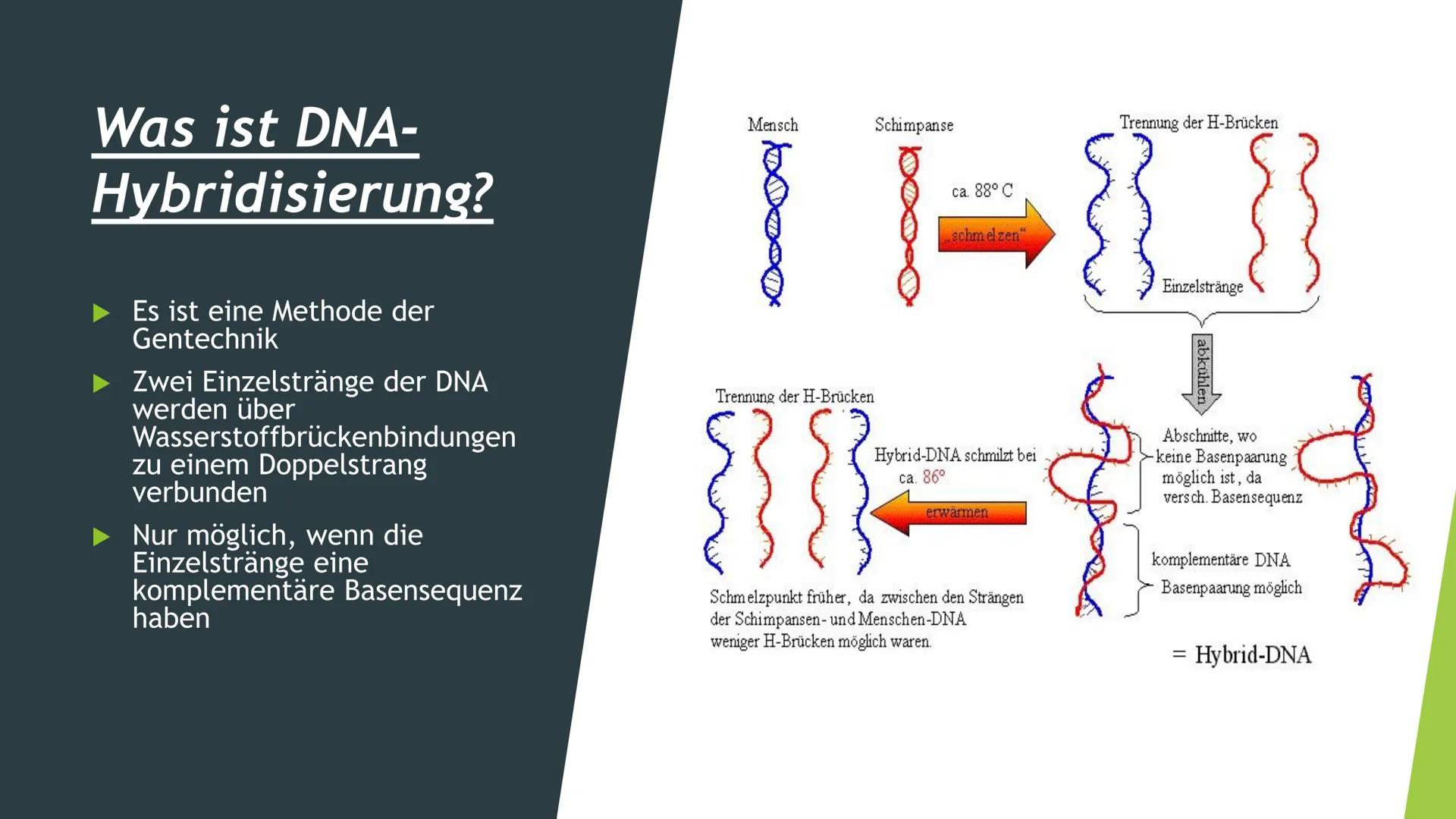 ||
Methoden
der
Gentechnik Inhalt
Genkartierung
DNA Hybridisierung
Was ist das?
Ablauf
Vorteile und Nutzen der Hybridisierung
Southern-Blott