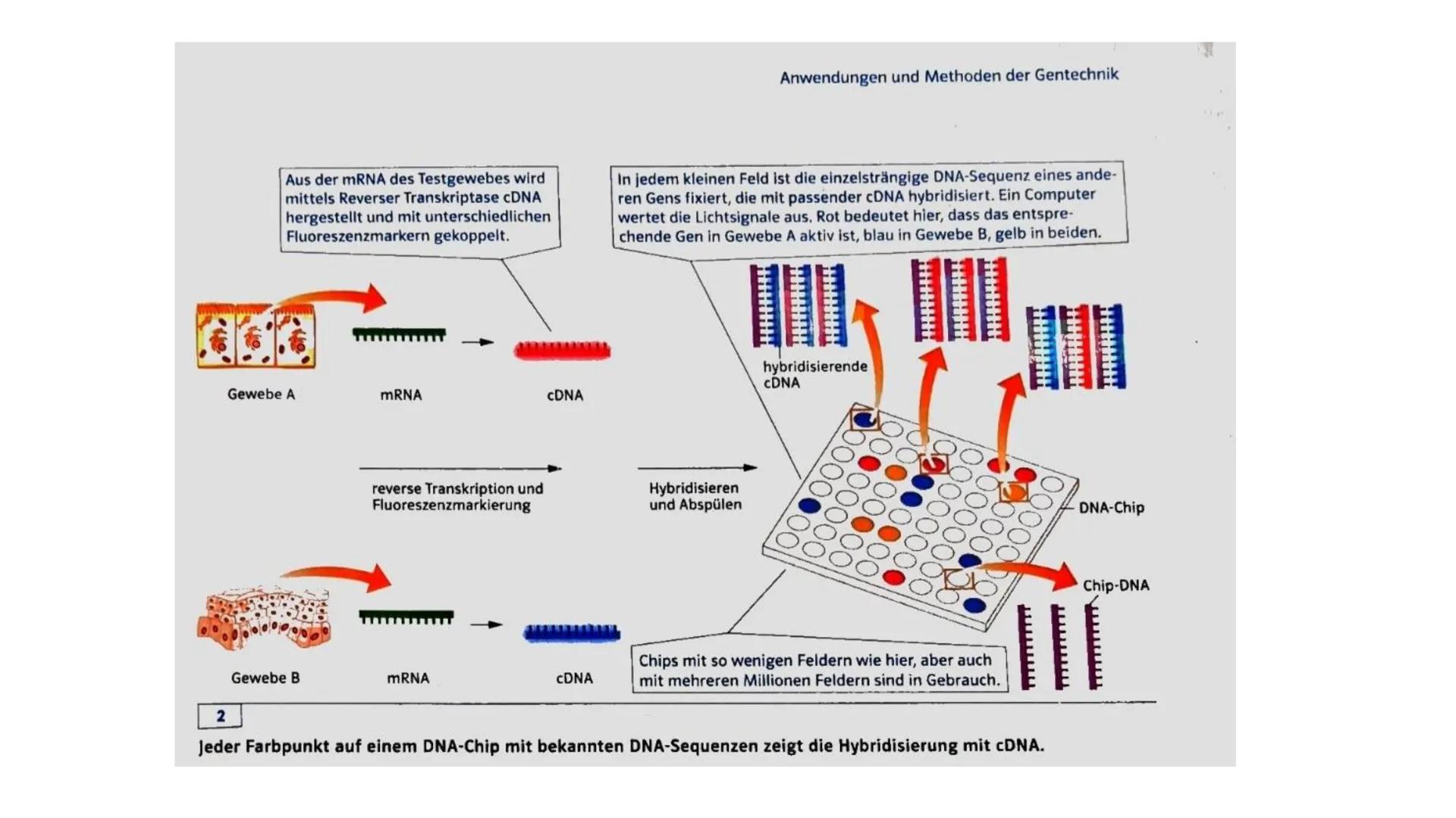 ||
Methoden
der
Gentechnik Inhalt
Genkartierung
DNA Hybridisierung
Was ist das?
Ablauf
Vorteile und Nutzen der Hybridisierung
Southern-Blott