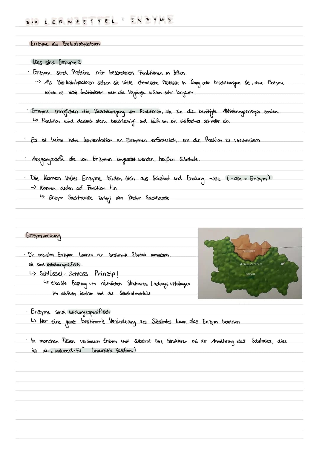 Enzyme Zusammenfassung