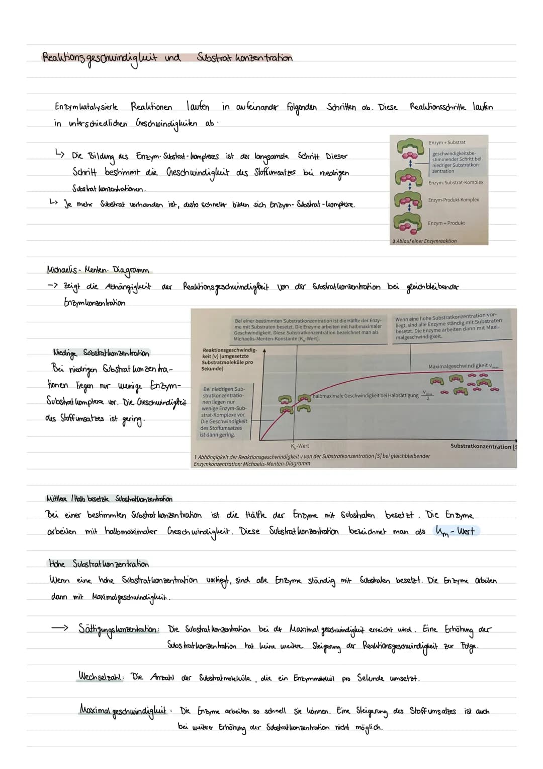 BIO
LERNZETTEL
Enzyme als Biokatalysatoren
Was sind Enzyme ?
Enzyme sind Proteine mit besonderen Funktionen in Zellen
->Als Bio katalysatore