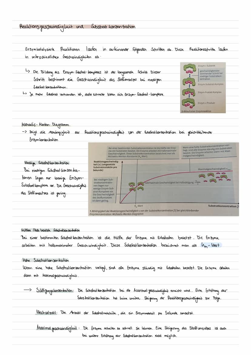 BIO
LERNZETTEL
Enzyme als Biokatalysatoren
Was sind Enzyme ?
Enzyme sind Proteine mit besonderen Funktionen in Zellen
->Als Bio katalysatore