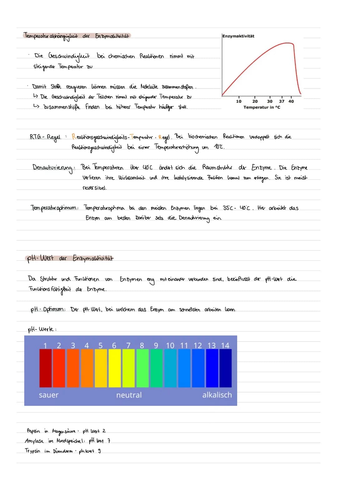 BIO
LERNZETTEL
Enzyme als Biokatalysatoren
Was sind Enzyme ?
Enzyme sind Proteine mit besonderen Funktionen in Zellen
->Als Bio katalysatore