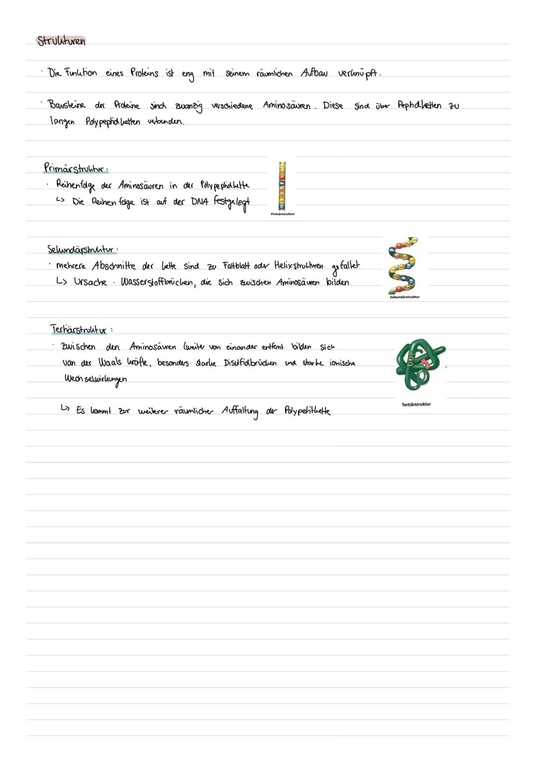 BIO
LERNZETTEL
Enzyme als Biokatalysatoren
Was sind Enzyme ?
Enzyme sind Proteine mit besonderen Funktionen in Zellen
->Als Bio katalysatore