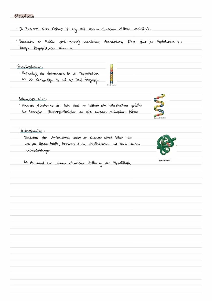BIO
LERNZETTEL
Enzyme als Biokatalysatoren
Was sind Enzyme ?
Enzyme sind Proteine mit besonderen Funktionen in Zellen
->Als Bio katalysatore