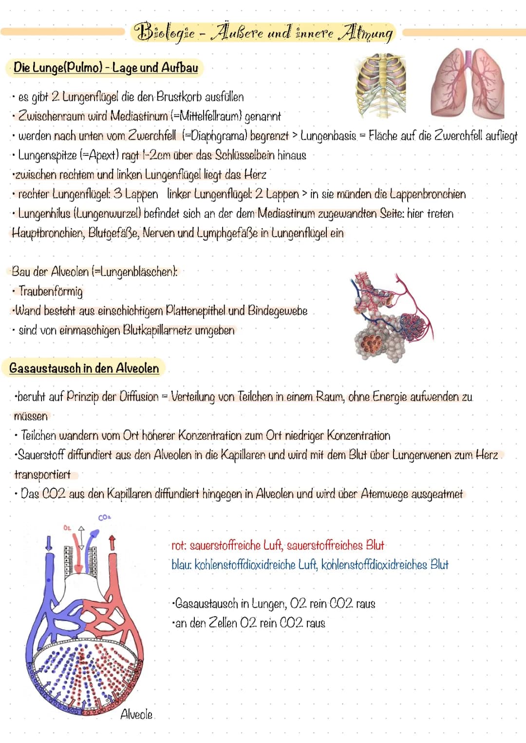 innere und äußere Atmung 