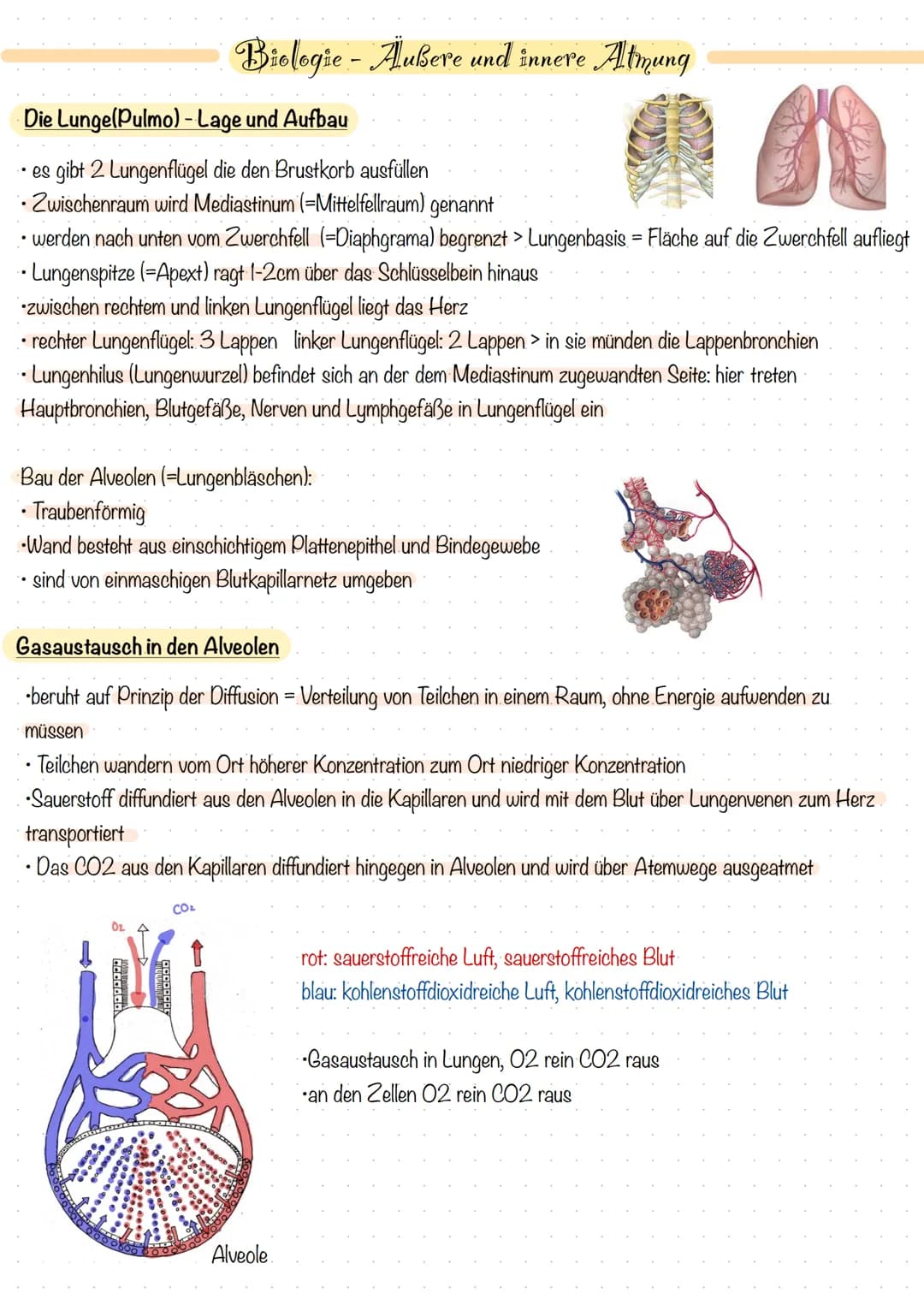 Die Lunge(Pulmo) - Lage und Aufbau
• es gibt 2 Lungenflügel die den Brustkorb ausfüllen
• Zwischenraum wird Mediastinum (-Mittelfellraum) ge