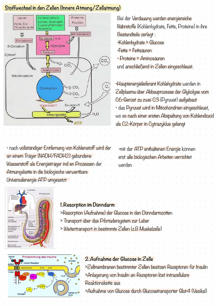 Die Lunge(Pulmo) - Lage und Aufbau
• es gibt 2 Lungenflügel die den Brustkorb ausfüllen
• Zwischenraum wird Mediastinum (-Mittelfellraum) ge