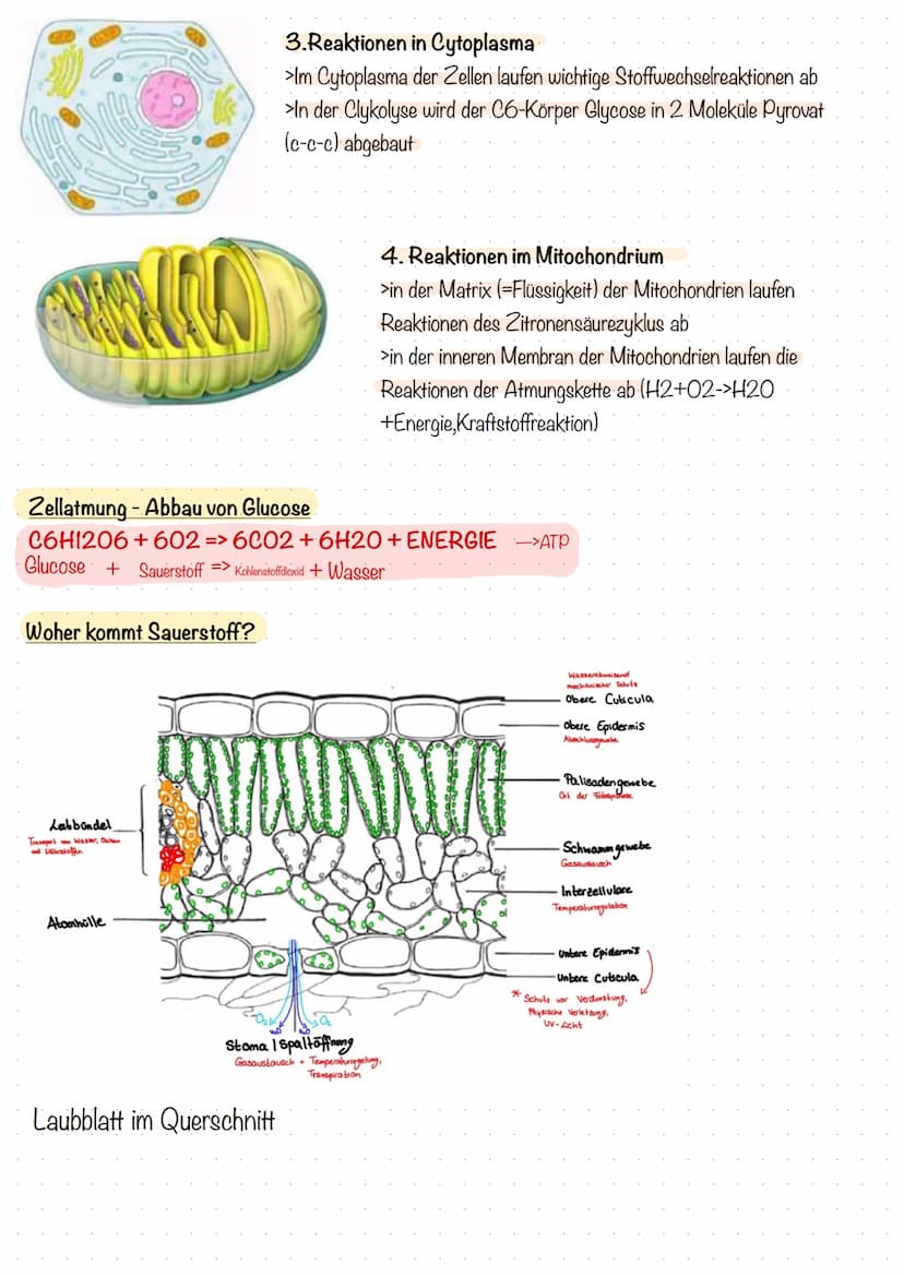 Die Lunge(Pulmo) - Lage und Aufbau
• es gibt 2 Lungenflügel die den Brustkorb ausfüllen
• Zwischenraum wird Mediastinum (-Mittelfellraum) ge