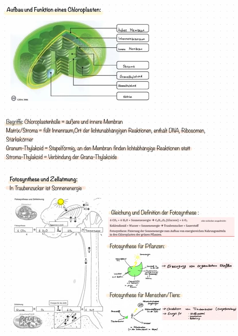 Die Lunge(Pulmo) - Lage und Aufbau
• es gibt 2 Lungenflügel die den Brustkorb ausfüllen
• Zwischenraum wird Mediastinum (-Mittelfellraum) ge