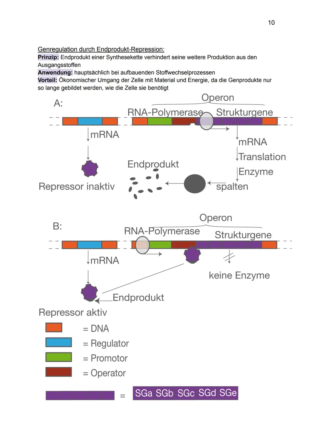 Genetik:
Grundlagen der Genetik
Mutationen
DNA und RNA
Gene
Biologie GK: Themenübersicht
Replikation
Meiose und Rekombination
Analyse von Fa