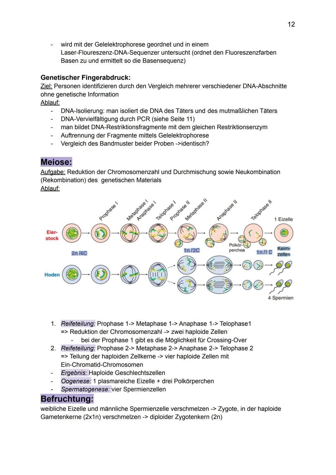 Genetik:
Grundlagen der Genetik
Mutationen
DNA und RNA
Gene
Biologie GK: Themenübersicht
Replikation
Meiose und Rekombination
Analyse von Fa