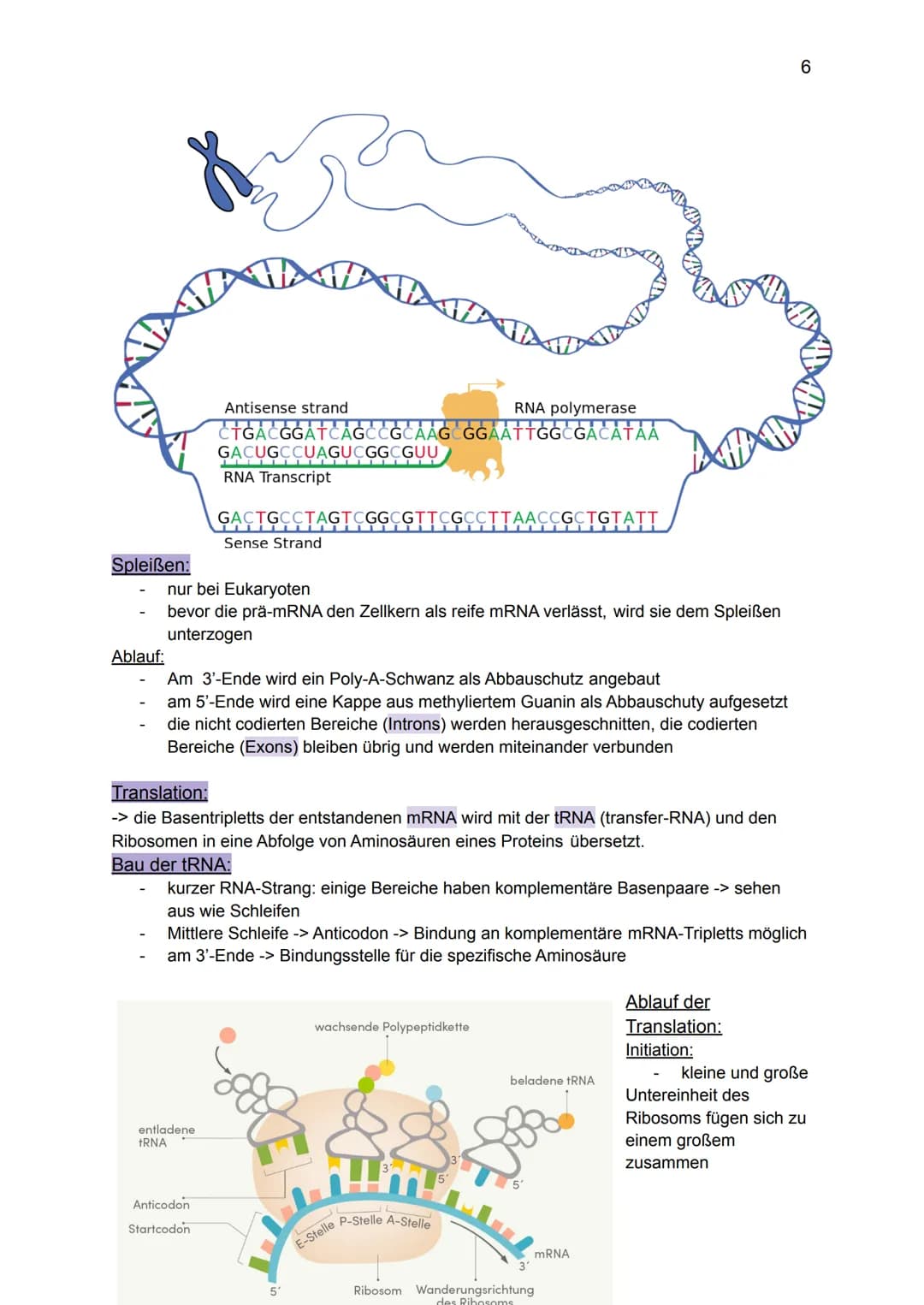 Genetik:
Grundlagen der Genetik
Mutationen
DNA und RNA
Gene
Biologie GK: Themenübersicht
Replikation
Meiose und Rekombination
Analyse von Fa