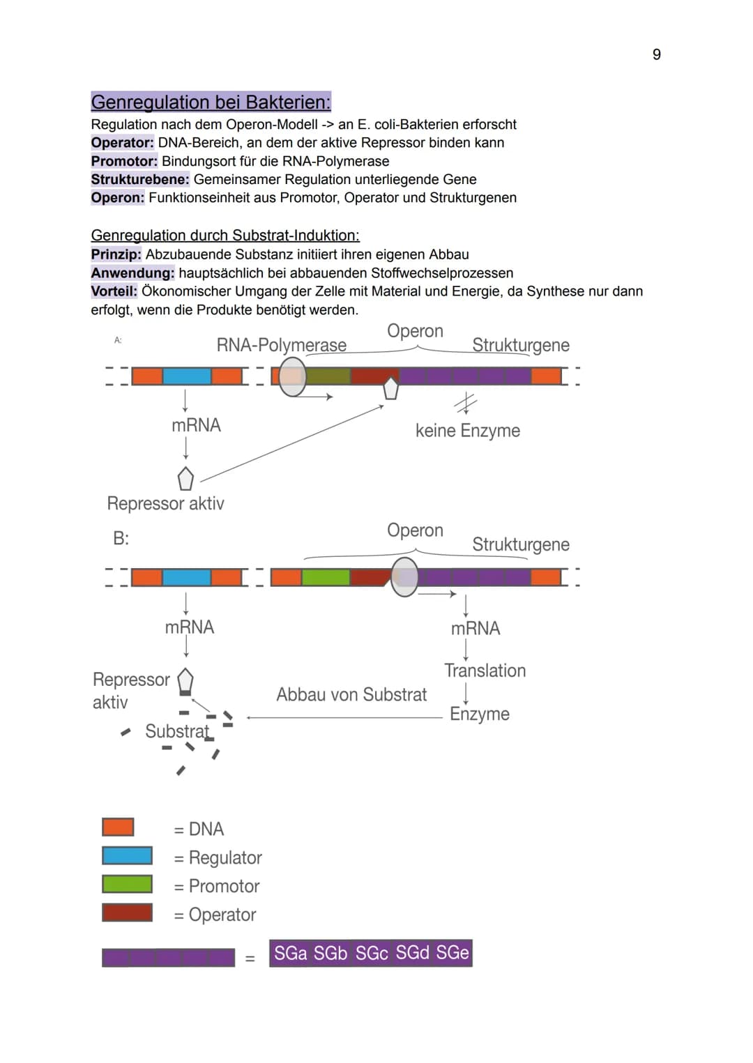 Genetik:
Grundlagen der Genetik
Mutationen
DNA und RNA
Gene
Biologie GK: Themenübersicht
Replikation
Meiose und Rekombination
Analyse von Fa