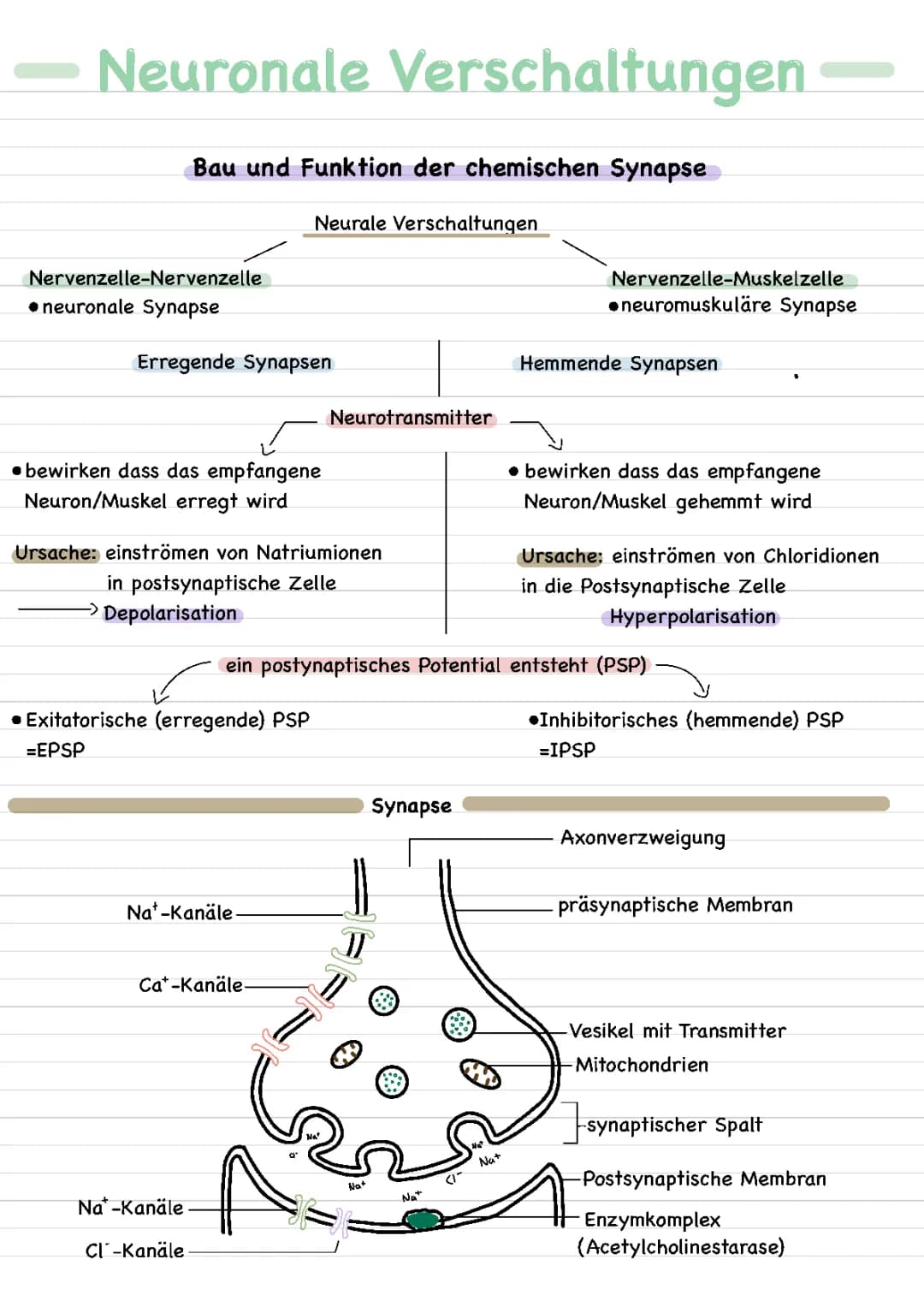 Neurobiologie chemische Synapse