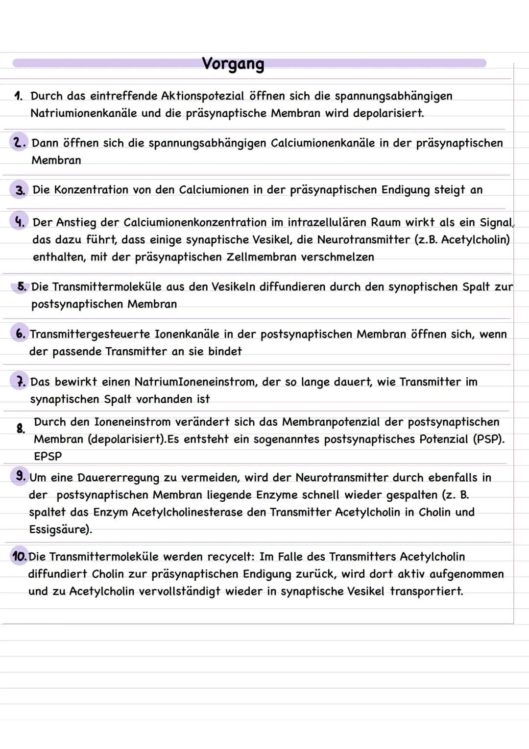 Neuronale Verschaltungen
Bau und Funktion der chemischen Synapse
Neurale Verschaltungen
Nervenzelle-Nervenzelle
neuronale Synapse
Erregende 