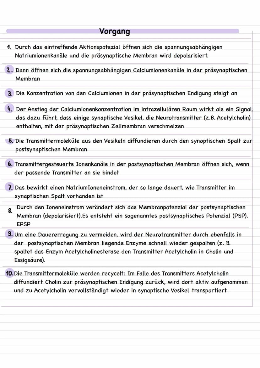 Neuronale Verschaltungen
Bau und Funktion der chemischen Synapse
Neurale Verschaltungen
Nervenzelle-Nervenzelle
neuronale Synapse
Erregende 