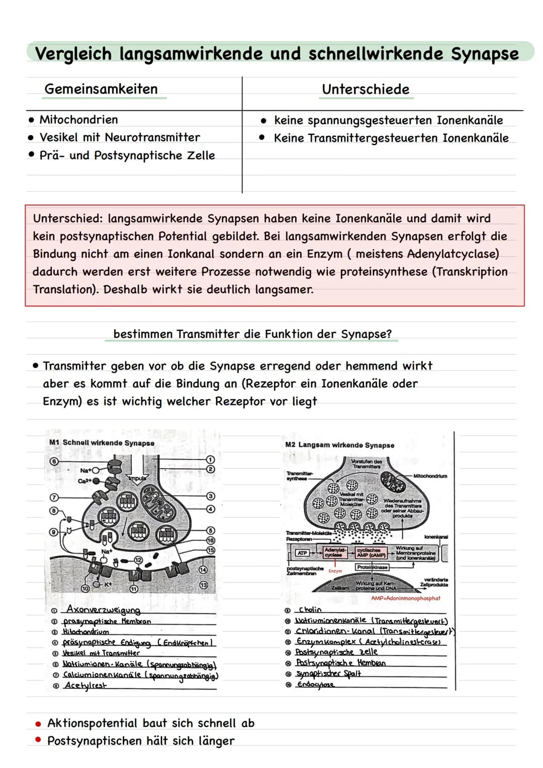 Neuronale Verschaltungen
Bau und Funktion der chemischen Synapse
Neurale Verschaltungen
Nervenzelle-Nervenzelle
neuronale Synapse
Erregende 