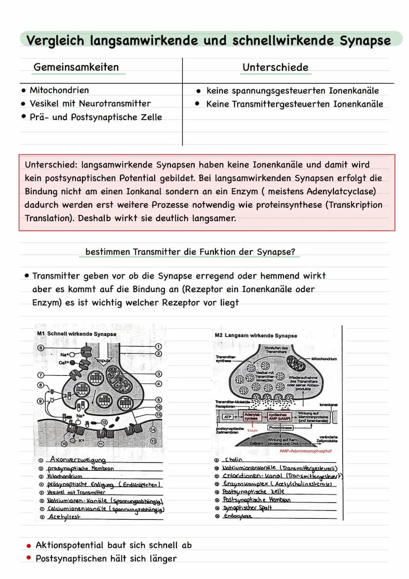 Neuronale Verschaltungen
Bau und Funktion der chemischen Synapse
Neurale Verschaltungen
Nervenzelle-Nervenzelle
neuronale Synapse
Erregende 