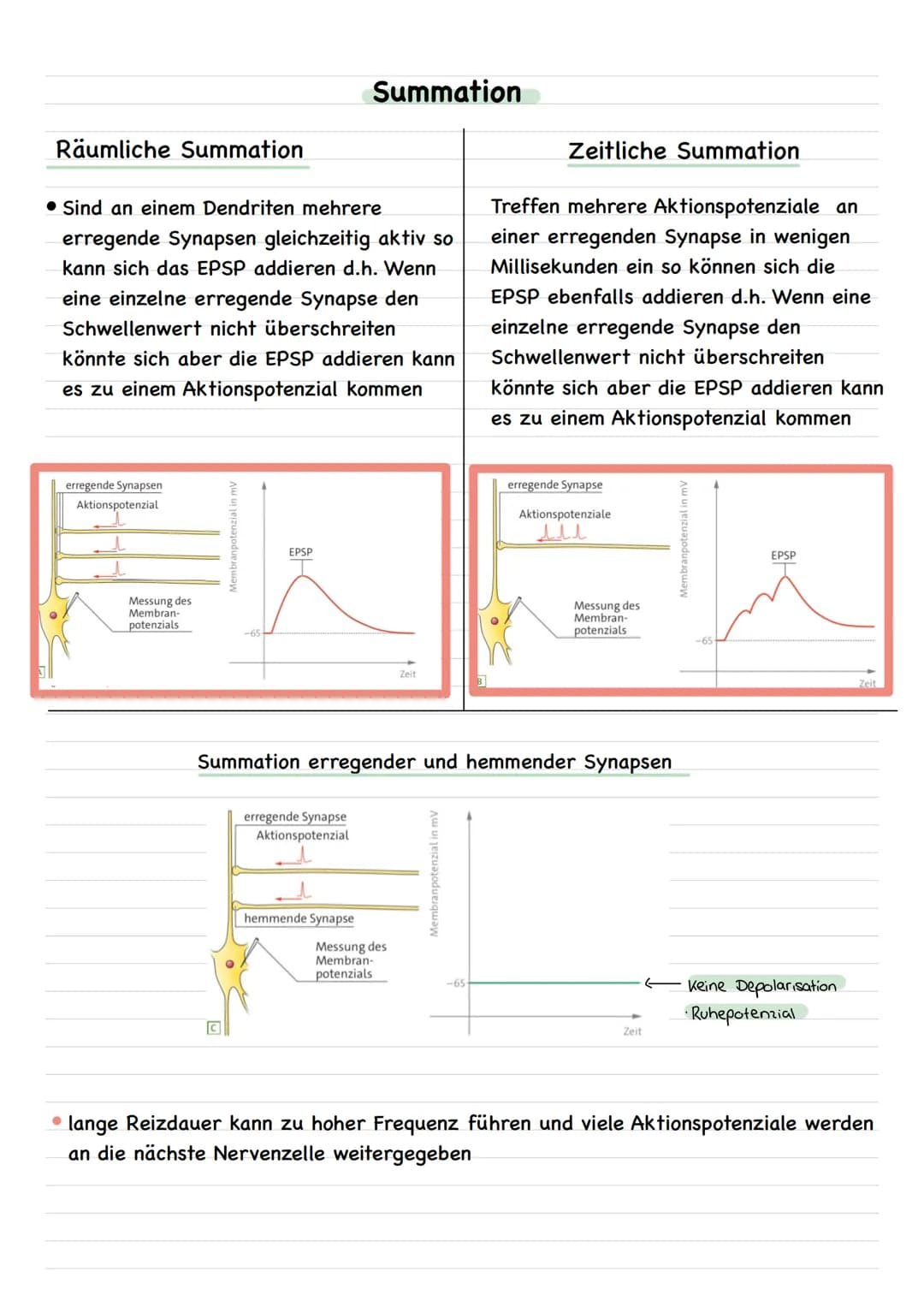 Neuronale Verschaltungen
Bau und Funktion der chemischen Synapse
Neurale Verschaltungen
Nervenzelle-Nervenzelle
neuronale Synapse
Erregende 