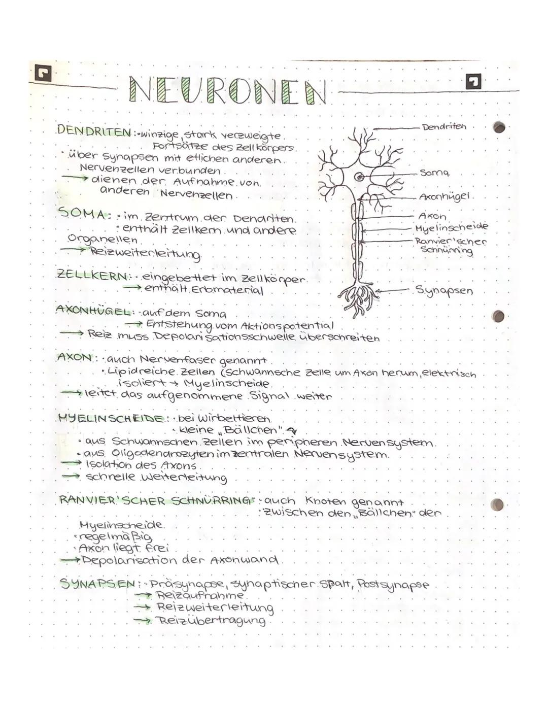 NEURONEN
DENDRITEN:-winzige, stark verz
verzweigte.
Fortsätze des Zell körpers.
über synapsen mit etlichen anderen.
Nervenzellen verbunden..