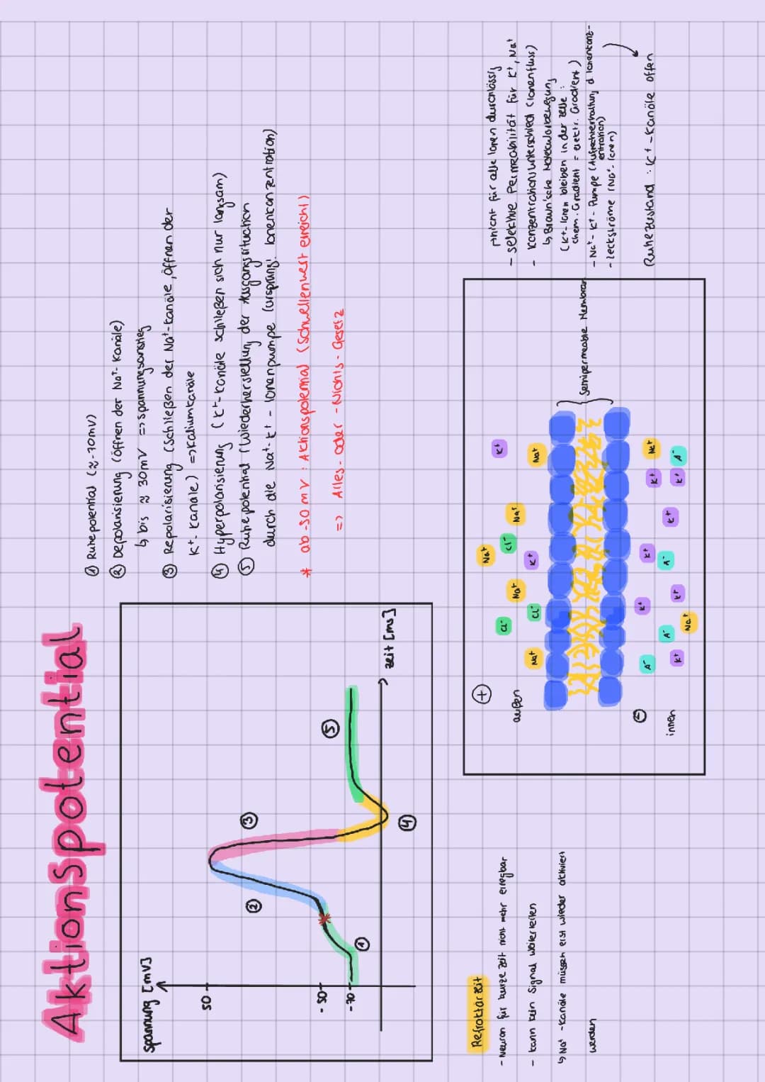 Aktionspotential (Merkblatt, Neurobiologie)