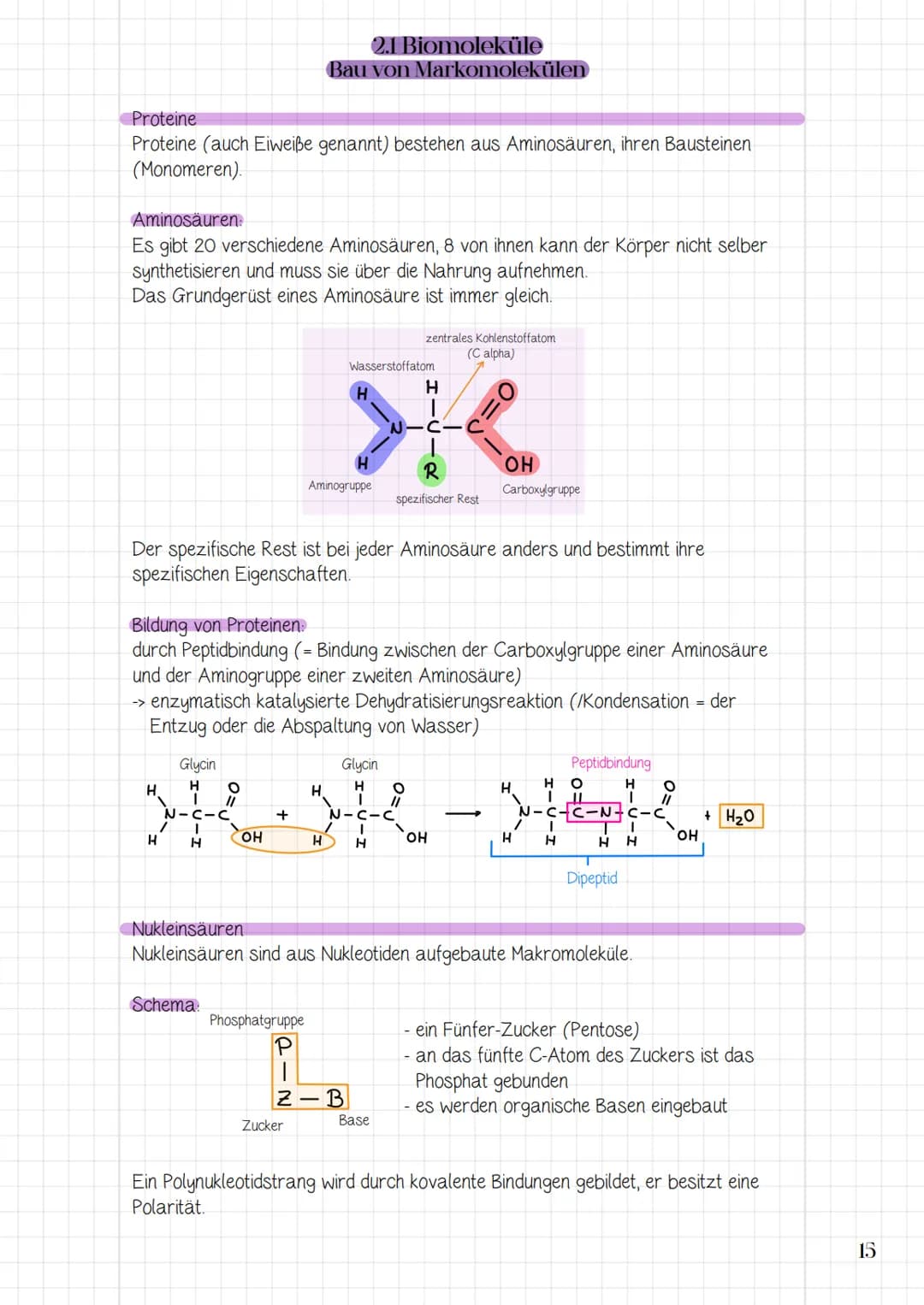 2. Biomoleküle und
molekular Genetik
2.1 Biomoleküle
-> Bau von Makromolekülen (Proteine, Nukleinsäuren)
-> Funktion von Proteinen und Nukle